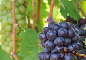 ThaiGrape1