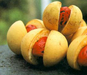 nhuc dau khau'