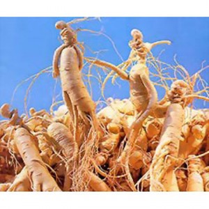 Ginseng_Extract_for_Cosmetics